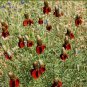 Best-Selling 2000 Dwarf Red Coneflower Flower Seeds Ratibida columnifera