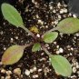 Best-Selling 2000 Dwarf Red Coneflower Flower Seeds Ratibida columnifera