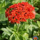Limited Edition Red Maltese Cross Flower Seeds Swallowtail butterflies