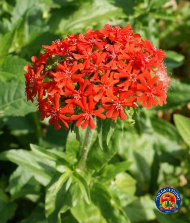 Limited Edition Red Maltese Cross Flower Seeds Swallowtail butterflies