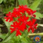 Limited Edition Red Maltese Cross Flower Seeds Swallowtail butterflies