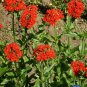 Limited Edition Red Maltese Cross Flower Seeds Swallowtail butterflies