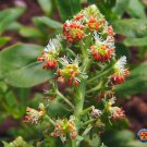 Limited Edition 1oz Sweet White Mignonette Reseda odorata FRAGRANT Flower Seeds ( 25,000 Seeds)