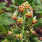 Limited Edition 1oz Sweet White Mignonette Reseda odorata FRAGRANT Flower Seeds ( 25,000 Seeds)