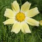 Limited Edition 1000 Yellow Cosmos Flower Seeds Bipinnatus