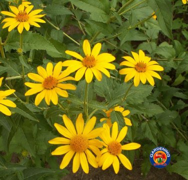 Premium 1oz Ox-Eye Sunflower Heliopsis Helianthoides Seeds (Approx 8800 Seeds)