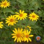 Premium 1oz Ox-Eye Sunflower Heliopsis Helianthoides Seeds (Approx 8800 Seeds)