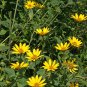 Premium 1oz Ox-Eye Sunflower Heliopsis Helianthoides Seeds (Approx 8800 Seeds)