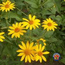 Exclusive 250 Ox-Eye Sunflower Heliopsis Helianthoides Seeds
