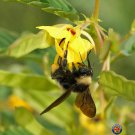 Exclusive 250 Sensitive PARTRIDGE PEA Chamaecrista Flower Seeds