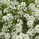 Limited Edition 1oz WHITE SWEET ALYSSUM Carpet Of Snow Flower Seeds (69,000+ Seeds)