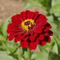 Premium 250 Meteor Zinnia Flower Seeds Elegans