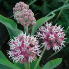 Top-Quality 1oz Butterfly Milkweed Seeds Showy Pink Asclepias speciosa (Appx 5,400 Seeds)