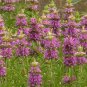 New Arrival 250 Lemon Mint Seeds Culinary Garden Herb Monarda citriodora