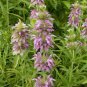 New Arrival 250 Lemon Mint Seeds Culinary Garden Herb Monarda citriodora