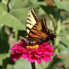 Exclusive 250 Zinnia ""California Giants Mix"" Flower Seeds Zinnia Elegans