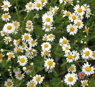 Top-Quality 2000 ROMAN CHAMOMILE Herb Seeds Flower Anthemis nobilis