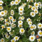 Top-Quality 2000 ROMAN CHAMOMILE Herb Seeds Flower Anthemis nobilis