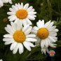 Top-Quality 2000 ROMAN CHAMOMILE Herb Seeds Flower Anthemis nobilis
