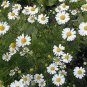 Top-Quality 2000 ROMAN CHAMOMILE Herb Seeds Flower Anthemis nobilis