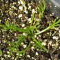 Top-Quality 2000 ROMAN CHAMOMILE Herb Seeds Flower Anthemis nobilis