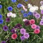 New Arrival 500 Bachelor Button Cornflower Seeds Polka Dot Mixed