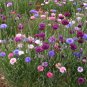 New Arrival 500 Bachelor Button Cornflower Seeds Polka Dot Mixed