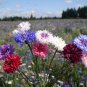 New Arrival 500 Bachelor Button Cornflower Seeds Polka Dot Mixed