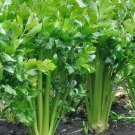 Limited Edition 1000 Parsley Seeds - Italian Giant Herb Heirloom - Non-GMO - Always Fresh Seeds!