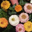 Limited Edition 250 Zinnia ""Peppermint Stick"" Flower Seeds Zinnia Elegans