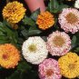 Limited Edition 250 Zinnia ""Peppermint Stick"" Flower Seeds Zinnia Elegans