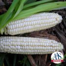Exclusive 30 Organic Stowell's Evergreen Corn Seeds Heirloom - Non-GMO - Always Fresh Seed