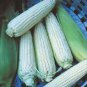 Exclusive 30 Organic Stowell's Evergreen Corn Seeds Heirloom - Non-GMO - Always Fresh Seed