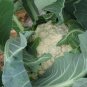 New Arrival 500 Cauliflower Seeds Self-Blanche Heirloom - Non-GMO - Always Fresh Seeds!