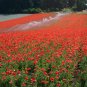 Exclusive Red Corn Poppy Flower Seed Papaver rhoeas Great Pollinator