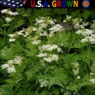 New Arrival 250 Anise Seeds Garden Herb Heirloom