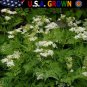 New Arrival 250 Anise Seeds Garden Herb Heirloom