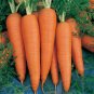 Exclusive 3000 Danvers Carrot Seeds Daucus Carota Heirloom