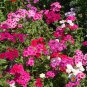 Best-Selling 250 Mixed Drummond Phlox Drummondii Flower Seeds