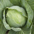 Premium 500 Golden Acre Cabbage Seeds Heirloom