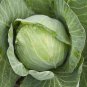 Premium 500 Golden Acre Cabbage Seeds Heirloom