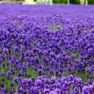 Best-Selling 500 True English Lavender Seeds Vera Lavandula angustifolia Herb