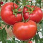Exclusive 250 Marglobe Tomato Seeds Heirloom - Non-GMO - Always Fresh Seeds!