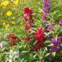 Top-Quality 250 Balsam Flower Seeds, 