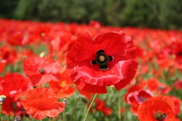 New Arrival 5000 Red Corn Poppy Flower Seeds Papaver rhoeas Great Pollinator