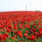 New Arrival 5000 Red Corn Poppy Flower Seeds Papaver rhoeas Great Pollinator