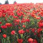 New Arrival 5000 Red Corn Poppy Flower Seeds Papaver rhoeas Great Pollinator