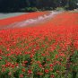 New Arrival 5000 Red Corn Poppy Flower Seeds Papaver rhoeas Great Pollinator