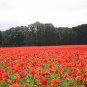 New Arrival 5000 Red Corn Poppy Flower Seeds Papaver rhoeas Great Pollinator
