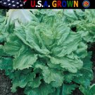 Exclusive 500 Broadleaf Batavian Endive Seeds Escarole Heirloom